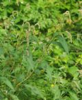 Persicaria lapathifolia